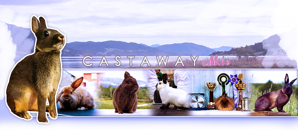 Castaway Rabbits